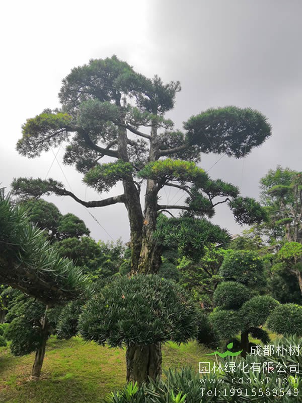 贵州省有野生罗汉松吗？